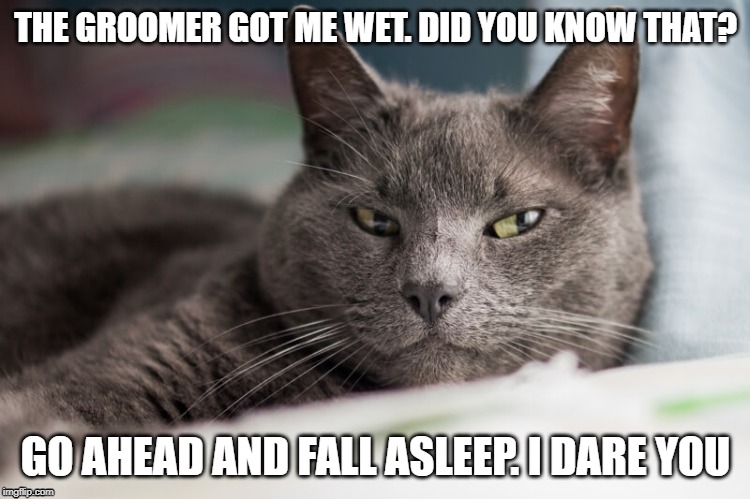 groomer wet | THE GROOMER GOT ME WET. DID YOU KNOW THAT? GO AHEAD AND FALL ASLEEP. I DARE YOU | image tagged in animal | made w/ Imgflip meme maker