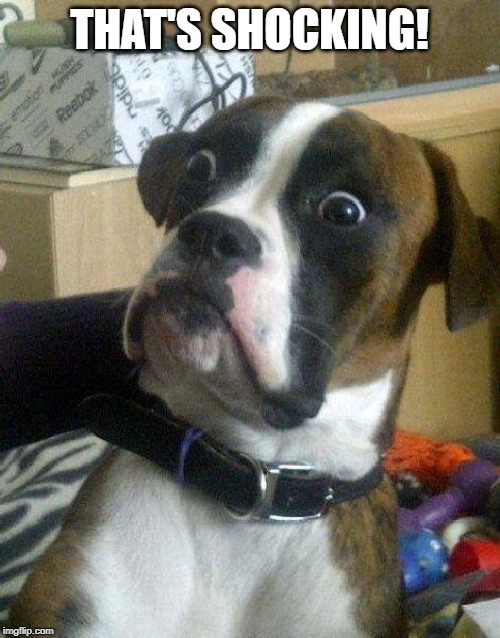 Surprised Dog | THAT'S SHOCKING! | image tagged in surprised dog | made w/ Imgflip meme maker
