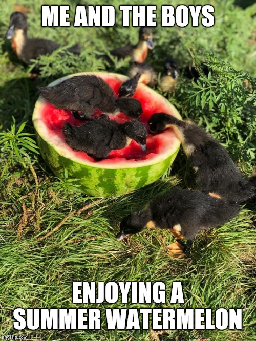 ME AND THE BOYS WEEK | ME AND THE BOYS; ENJOYING A SUMMER WATERMELON | image tagged in me and the boys week,ducks,watermelon,duckling | made w/ Imgflip meme maker