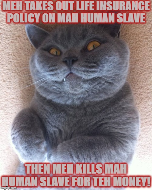 MEH KILLS | MEH TAKES OUT LIFE INSURANCE POLICY ON MAH HUMAN SLAVE; THEN MEH KILLS MAH HUMAN SLAVE FOR TEH MONEY! | image tagged in meh kills | made w/ Imgflip meme maker