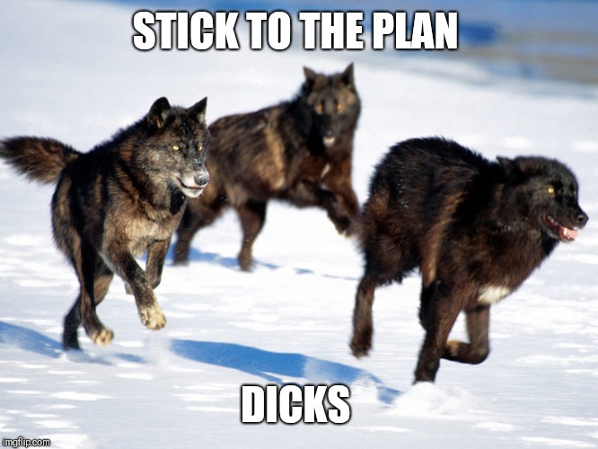 wolf pack | STICK TO THE PLAN; DICKS | image tagged in wolf pack | made w/ Imgflip meme maker