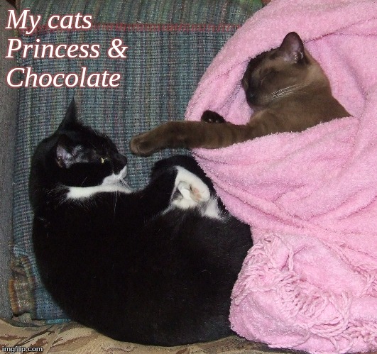 My Cats Princess & Chocolate | My cats 
Princess &
Chocolate | image tagged in cats,memes | made w/ Imgflip meme maker