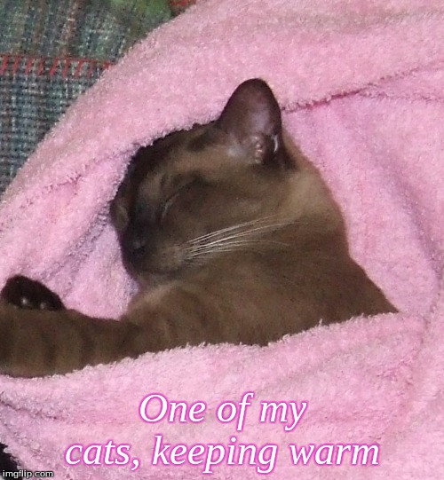 One of my Cats keeping warm | One of my cats, keeping warm | image tagged in memes,cats | made w/ Imgflip meme maker