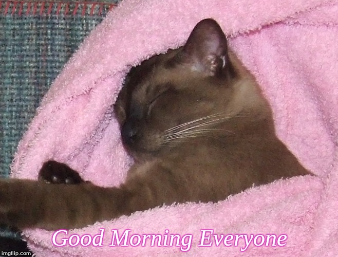 Good Morning Funny Kitten GIF