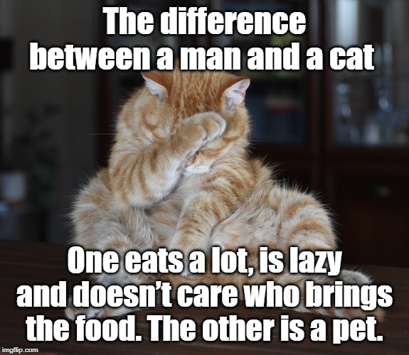 The difference between a man and a cat | The difference between a man and a cat; One eats a lot, is lazy and doesn’t care who brings the food. The other is a pet. | image tagged in cat | made w/ Imgflip meme maker