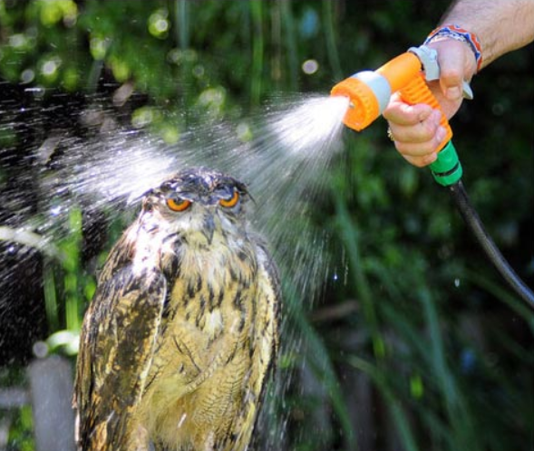 Owl Patience Blank Meme Template