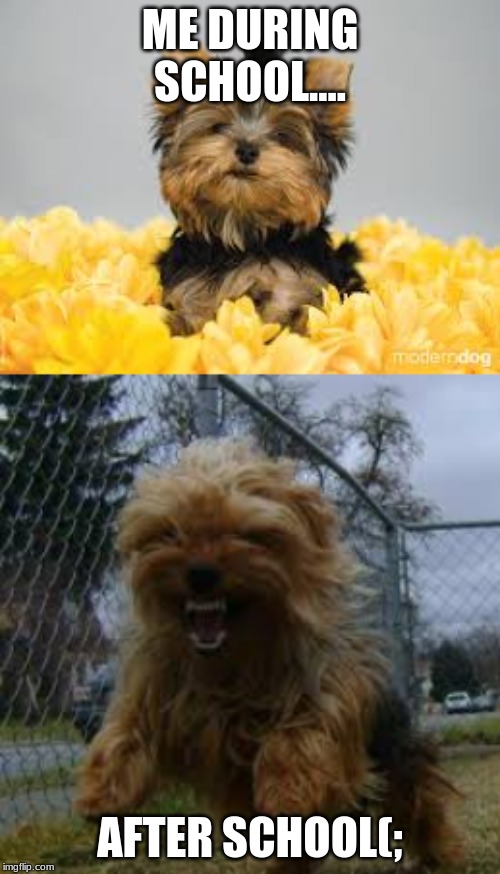 Innocent Angles | ME DURING SCHOOL.... AFTER SCHOOL(; | image tagged in dog | made w/ Imgflip meme maker