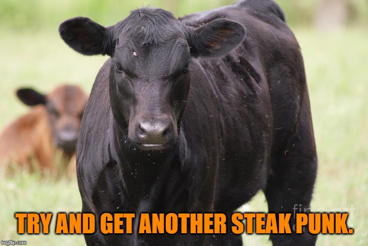 Angry Cow | TRY AND GET ANOTHER STEAK PUNK. | image tagged in angry cow | made w/ Imgflip meme maker