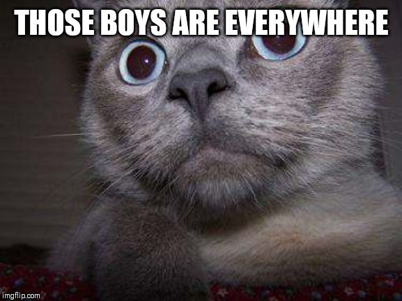 Freaky eye cat | THOSE BOYS ARE EVERYWHERE | image tagged in freaky eye cat | made w/ Imgflip meme maker
