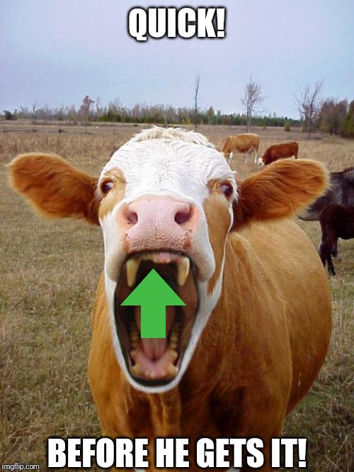 fanged_cow | QUICK! BEFORE HE GETS IT! | image tagged in fanged_cow | made w/ Imgflip meme maker