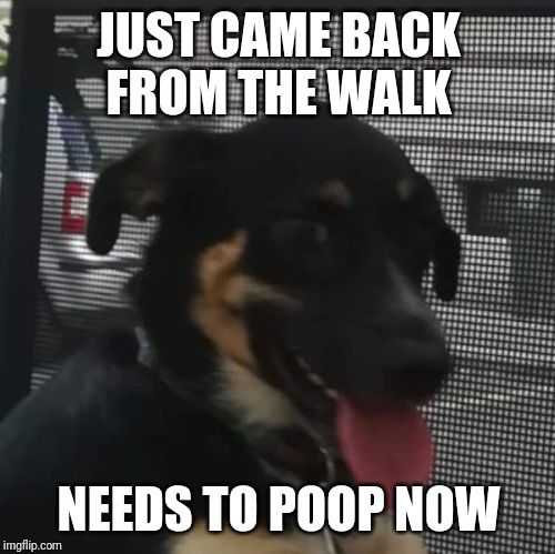 Doggo needs to poop | JUST CAME BACK FROM THE WALK; NEEDS TO POOP NOW | image tagged in doggo,poop,pooping,walk,dog walking,derp doge | made w/ Imgflip meme maker