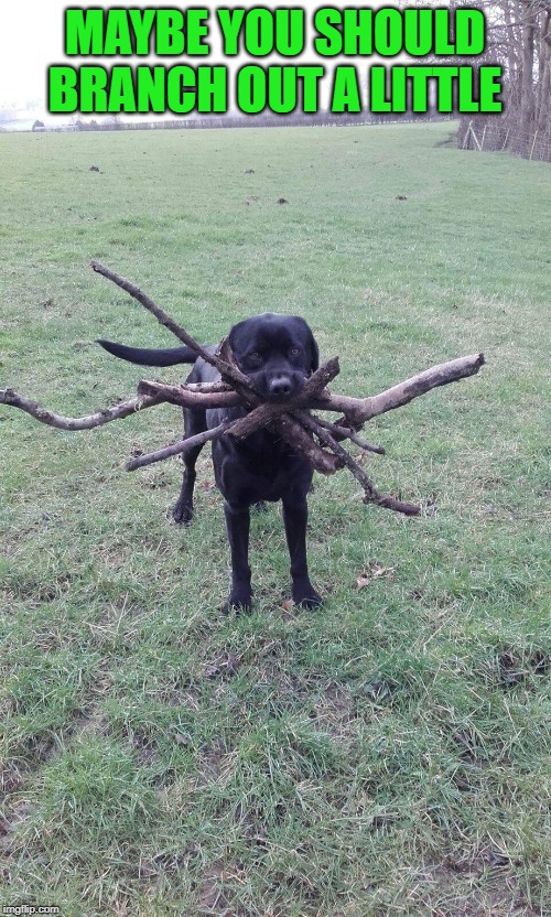 Assistant Branch Manager | MAYBE YOU SHOULD BRANCH OUT A LITTLE | image tagged in assistant branch manager | made w/ Imgflip meme maker