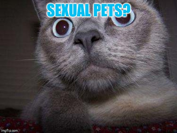 Freaky eye cat | SEXUAL PETS? | image tagged in freaky eye cat | made w/ Imgflip meme maker