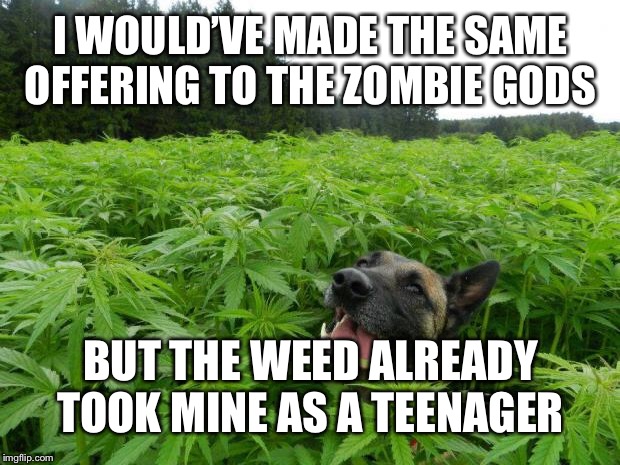 weed policedog | I WOULD’VE MADE THE SAME OFFERING TO THE ZOMBIE GODS BUT THE WEED ALREADY TOOK MINE AS A TEENAGER | image tagged in weed policedog | made w/ Imgflip meme maker