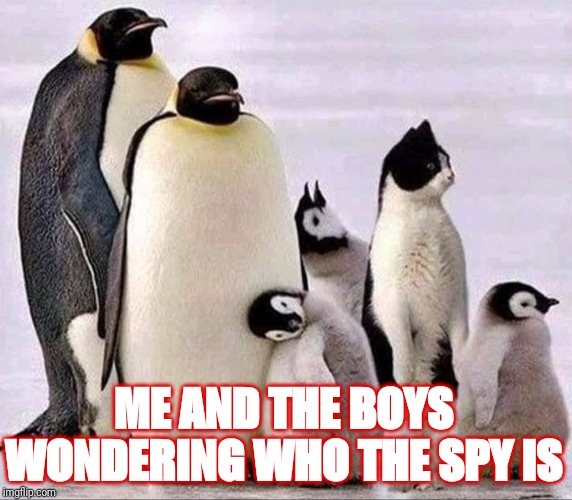Me and the Boys Week | ME AND THE BOYS WONDERING WHO THE SPY IS | image tagged in memes,me and the boys week,pinguins,cat | made w/ Imgflip meme maker