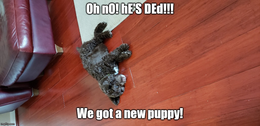 Mah new doggeh | Oh nO! hE'S DEd!!! We got a new puppy! | image tagged in doge | made w/ Imgflip meme maker