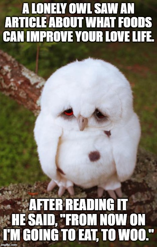 sad owl | A LONELY OWL SAW AN ARTICLE ABOUT WHAT FOODS CAN IMPROVE YOUR LOVE LIFE. AFTER READING IT HE SAID, "FROM NOW ON I'M GOING TO EAT, TO WOO." | image tagged in sad owl | made w/ Imgflip meme maker