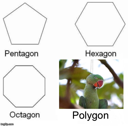 I suppose they’re all technically a polygon | Polygon | image tagged in memes,pentagon hexagon octagon,parrot,hanging,killer,kite | made w/ Imgflip meme maker