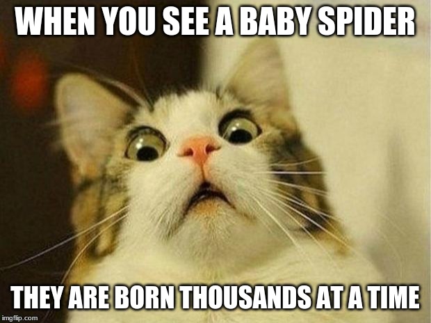 Scared Cat Meme | WHEN YOU SEE A BABY SPIDER; THEY ARE BORN THOUSANDS AT A TIME | image tagged in memes,scared cat | made w/ Imgflip meme maker
