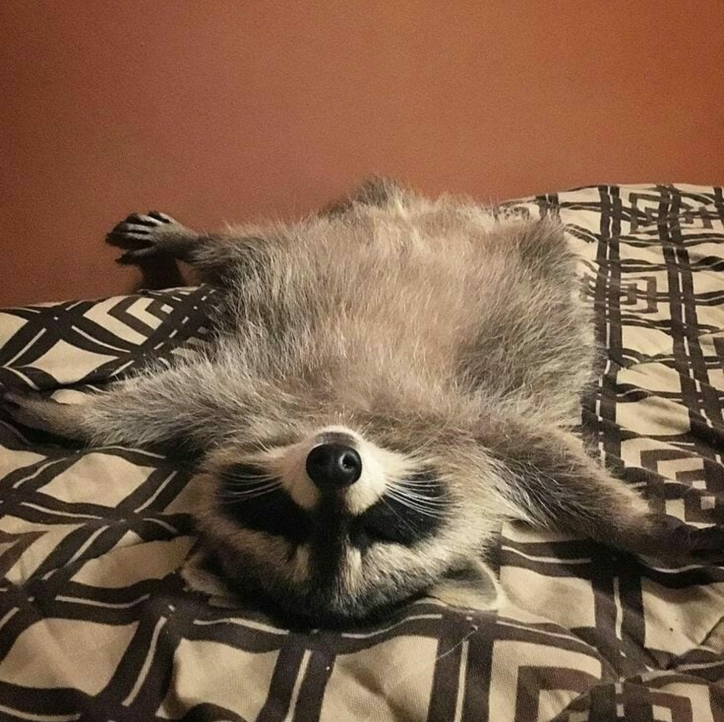 High Quality Restful Raccoon Blank Meme Template