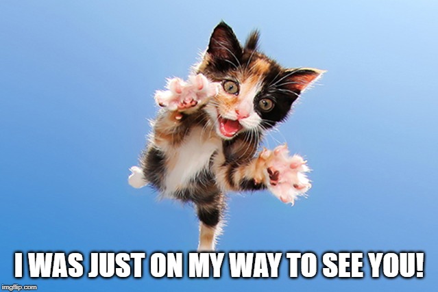 Cat Jumping | I WAS JUST ON MY WAY TO SEE YOU! | image tagged in cat jumping | made w/ Imgflip meme maker
