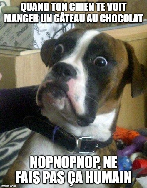 Surprised Dog Imgflip Surprised Dog Imgflip