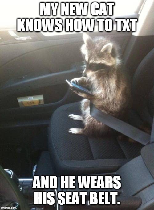 NEW CAT | MY NEW CAT KNOWS HOW TO TXT; AND HE WEARS HIS SEAT BELT. | image tagged in memes,raccoon,cats,txting coon | made w/ Imgflip meme maker