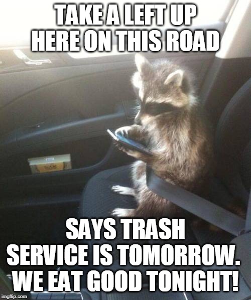 GO LEFT | TAKE A LEFT UP HERE ON THIS ROAD; SAYS TRASH SERVICE IS TOMORROW.  WE EAT GOOD TONIGHT! | image tagged in txting coon,raccoon,memes | made w/ Imgflip meme maker