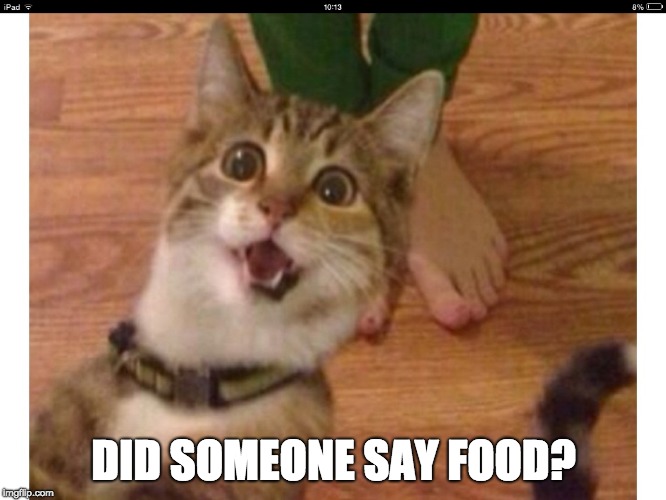 Excited cat |  DID SOMEONE SAY FOOD? | image tagged in excited cat | made w/ Imgflip meme maker
