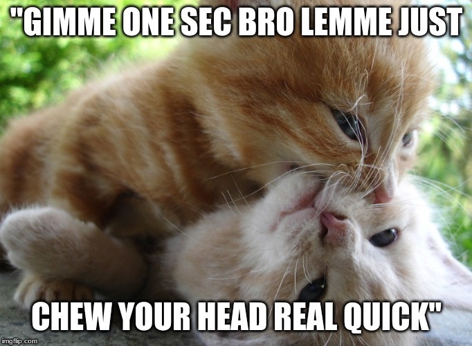 Gimme one sec bro! | image tagged in kitten,kittens,chew head,gimme one sec bro,gimme one sec | made w/ Imgflip meme maker