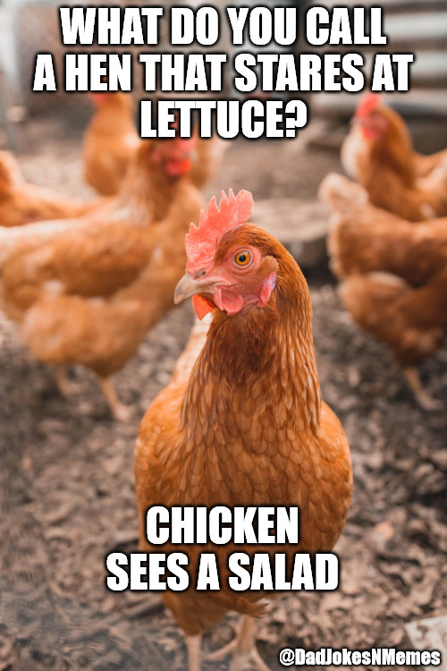 This joke is 'egg'ceptional. :) | WHAT DO YOU CALL
A HEN THAT STARES AT
LETTUCE? CHICKEN SEES A SALAD; @DadJokesNMemes | image tagged in dad joke,dad jokes,animals | made w/ Imgflip meme maker
