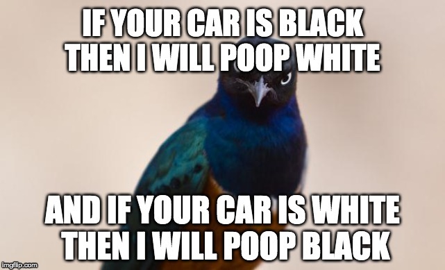Thanks, birds(!) | image tagged in evil bird,funny,memes | made w/ Imgflip meme maker