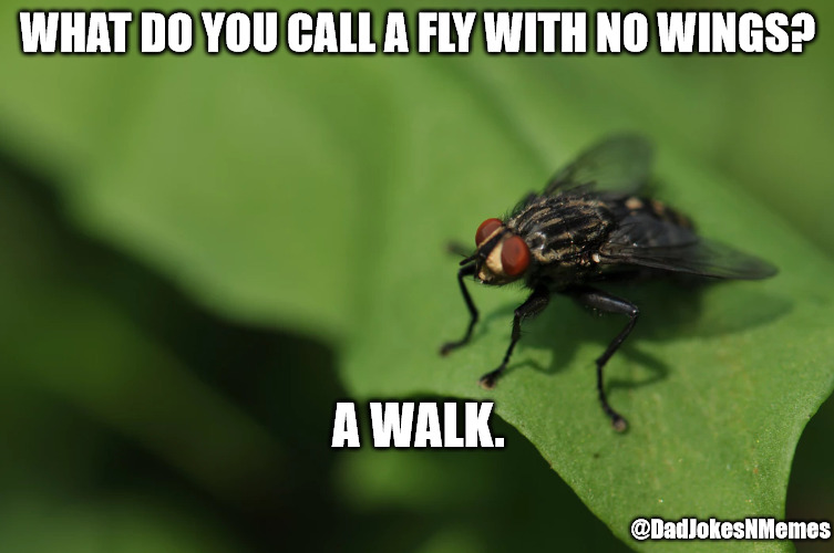 I really hope this joke 'takes off.' | WHAT DO YOU CALL A FLY WITH NO WINGS? A WALK. @DadJokesNMemes | image tagged in dad joke,dad jokes | made w/ Imgflip meme maker