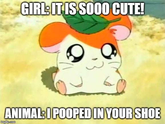 Hamtaro | GIRL: IT IS SOOO CUTE! ANIMAL: I POOPED IN YOUR SHOE | image tagged in memes,hamtaro | made w/ Imgflip meme maker