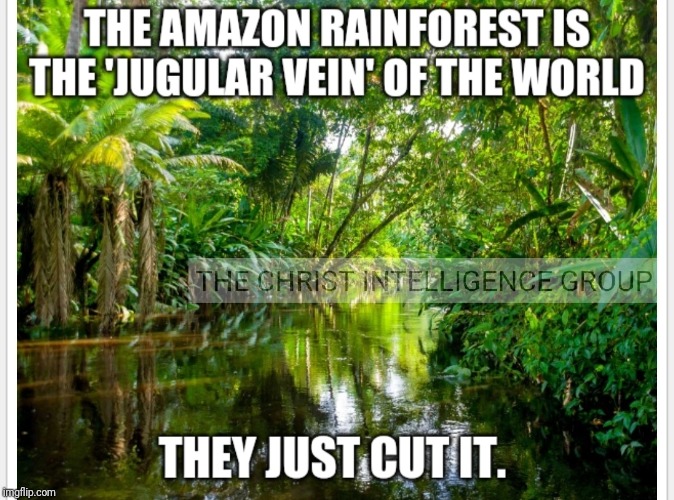 The Great Amazon Rainforest | image tagged in geoengineering,terra forming | made w/ Imgflip meme maker