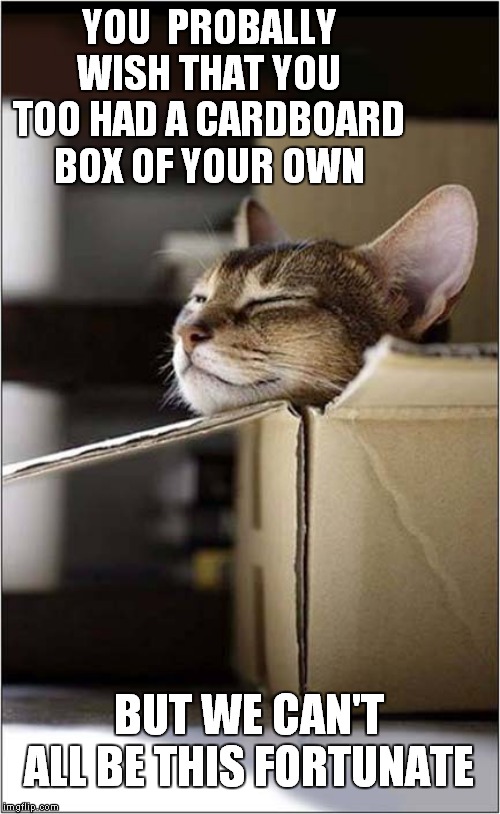 Cardboard Box Envy | YOU  PROBALLY WISH THAT YOU TOO HAD A CARDBOARD BOX OF YOUR OWN; BUT WE CAN'T ALL BE THIS FORTUNATE | image tagged in cats | made w/ Imgflip meme maker