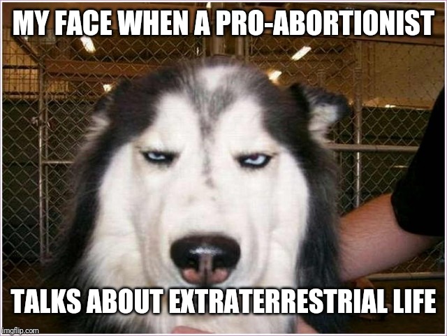 Dog unimpressed | MY FACE WHEN A PRO-ABORTIONIST TALKS ABOUT EXTRATERRESTRIAL LIFE | image tagged in dog unimpressed | made w/ Imgflip meme maker
