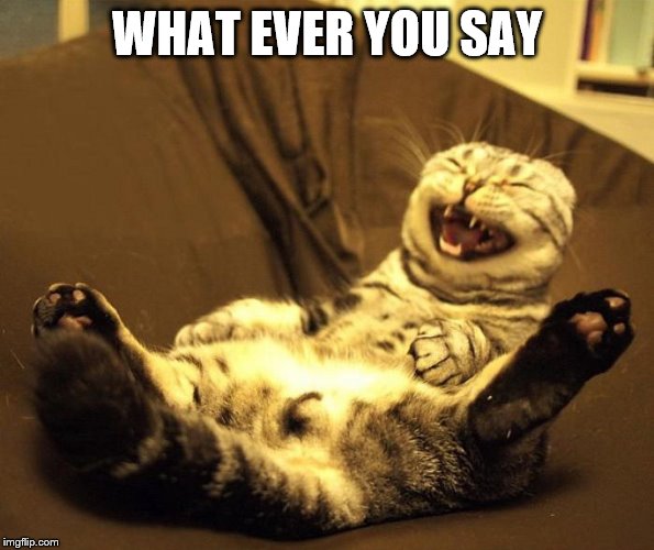 laughing cat | WHAT EVER YOU SAY | image tagged in laughing cat | made w/ Imgflip meme maker