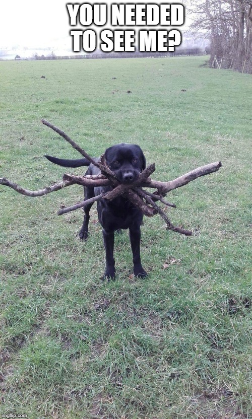 Assistant Branch Manager | YOU NEEDED TO SEE ME? | image tagged in assistant branch manager | made w/ Imgflip meme maker