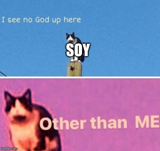 No god up here cat |  SOY | image tagged in no god up here cat | made w/ Imgflip meme maker