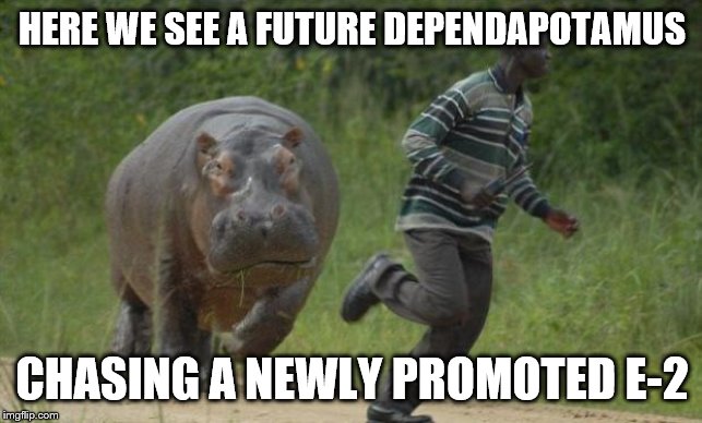 hippo chase | HERE WE SEE A FUTURE DEPENDAPOTAMUS; CHASING A NEWLY PROMOTED E-2 | image tagged in hippo chase | made w/ Imgflip meme maker