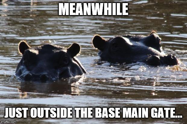 2 hippos | MEANWHILE; JUST OUTSIDE THE BASE MAIN GATE... | image tagged in 2 hippos | made w/ Imgflip meme maker