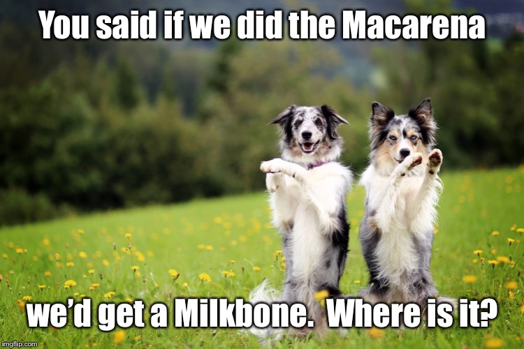 Tricks for Treats: It’s Halloween 365 | You said if we did the Macarena; we’d get a Milkbone.  Where is it? | image tagged in dogs,pair of dogs,macarena,milkbone,promise,funny memes | made w/ Imgflip meme maker