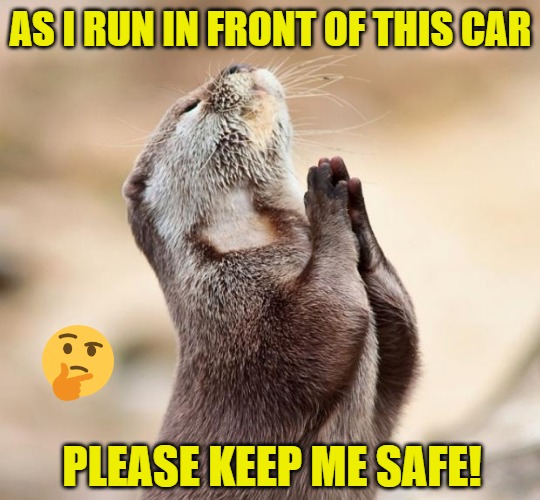 animal praying | AS I RUN IN FRONT OF THIS CAR; PLEASE KEEP ME SAFE! | image tagged in animal praying | made w/ Imgflip meme maker