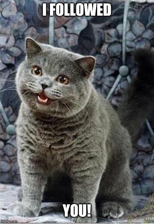 I can has cheezburger cat | I FOLLOWED YOU! | image tagged in i can has cheezburger cat | made w/ Imgflip meme maker