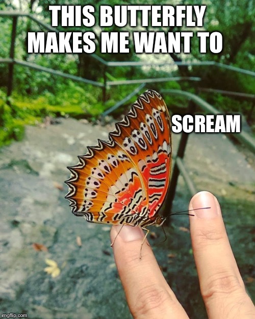 Art in the wild! |  THIS BUTTERFLY MAKES ME WANT TO; SCREAM | image tagged in the scream,nature | made w/ Imgflip meme maker