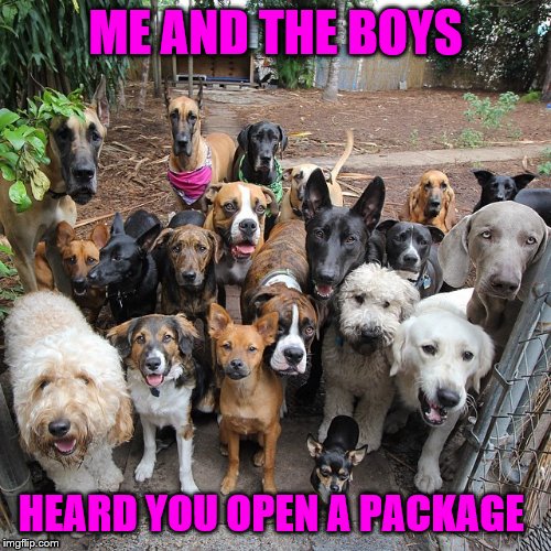 Crinkle * | ME AND THE BOYS; HEARD YOU OPEN A PACKAGE | image tagged in me and the boys week | made w/ Imgflip meme maker