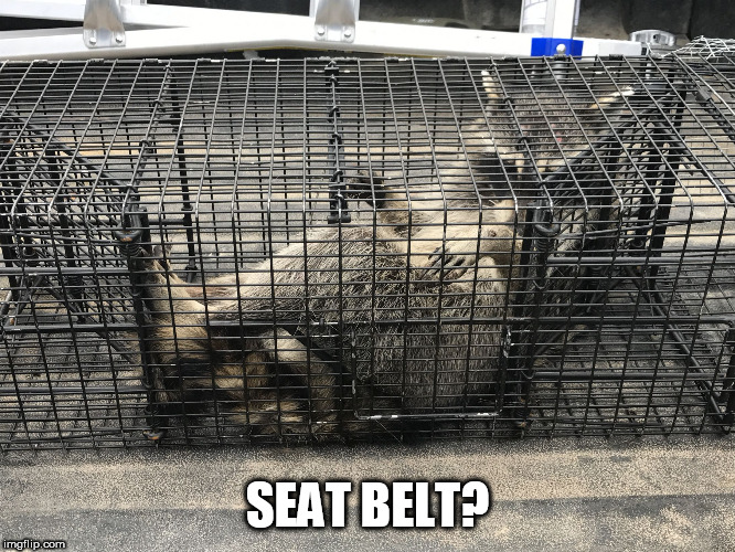 Coon relaxation | SEAT BELT? | image tagged in coon relaxation | made w/ Imgflip meme maker