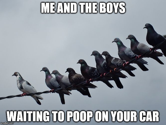 I just got that washed! ~Me and the boys week - a Nixie.Knox and CravenMoordik event - Aug 19-25 | ME AND THE BOYS; WAITING TO POOP ON YOUR CAR | image tagged in memes,me and the boys,me and the boys week,pigeons | made w/ Imgflip meme maker