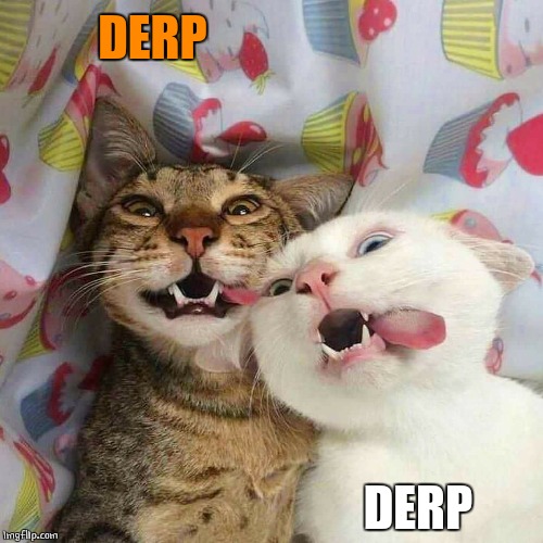 DERP CATS | DERP; DERP | image tagged in memes,cats,funny cats,derp | made w/ Imgflip meme maker